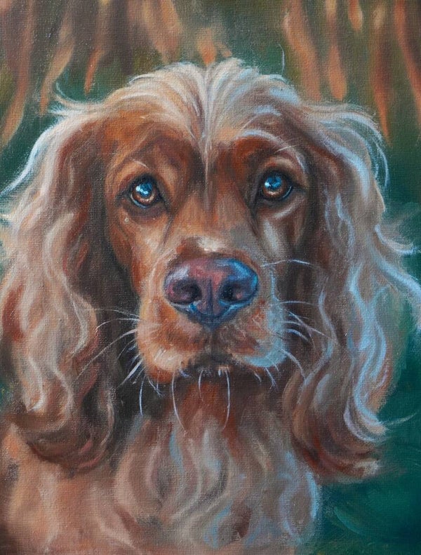 Cocker Spaniel