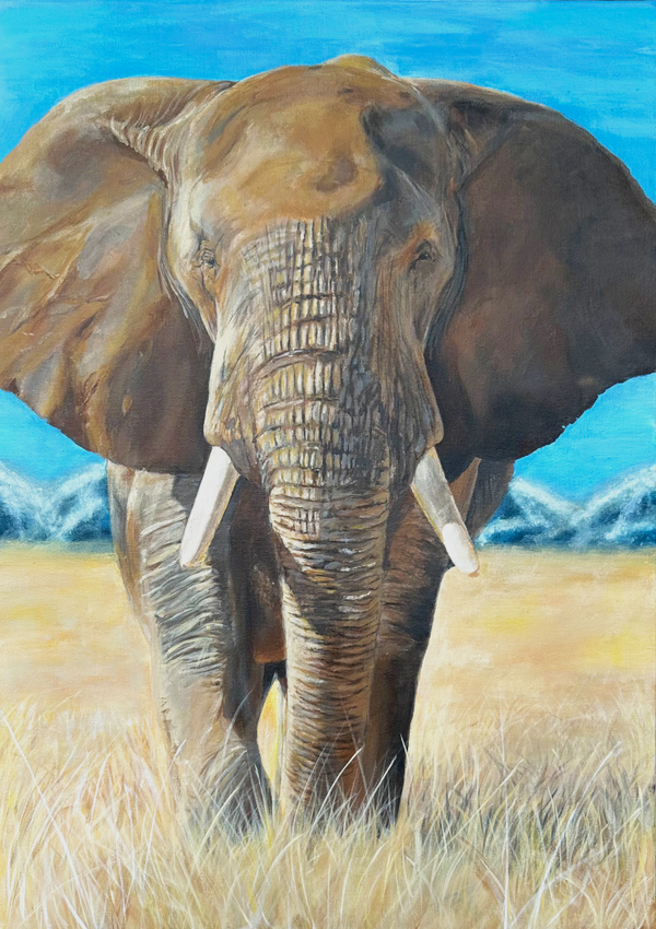 Éléphant dans la savane