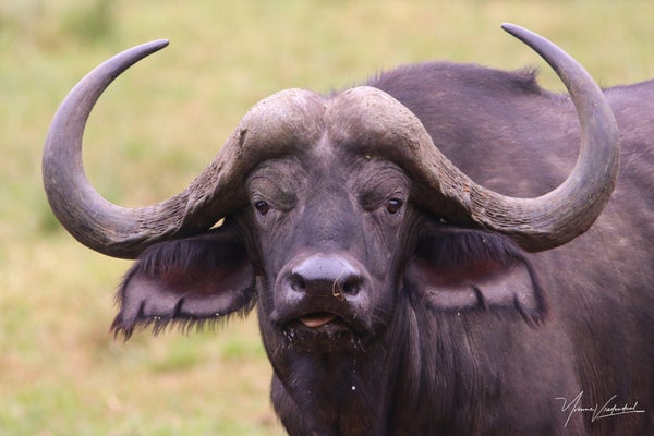 buffel-standard.jpg