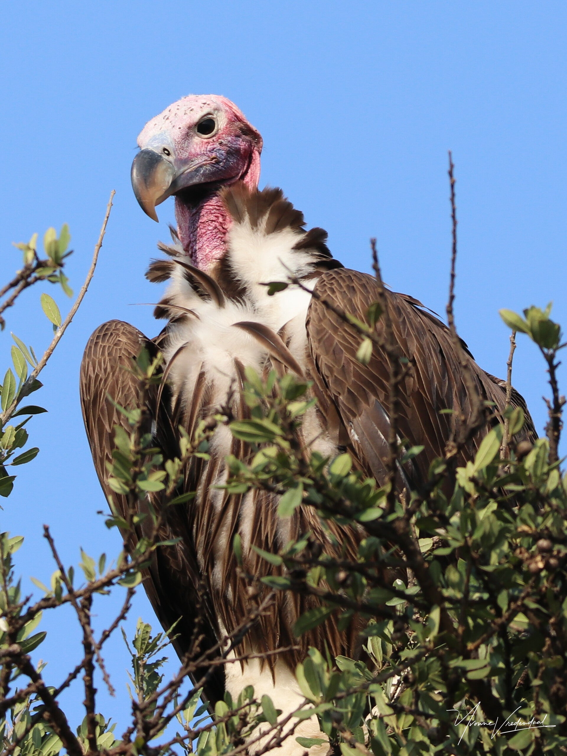 Lappet faced Vulture, Kenya