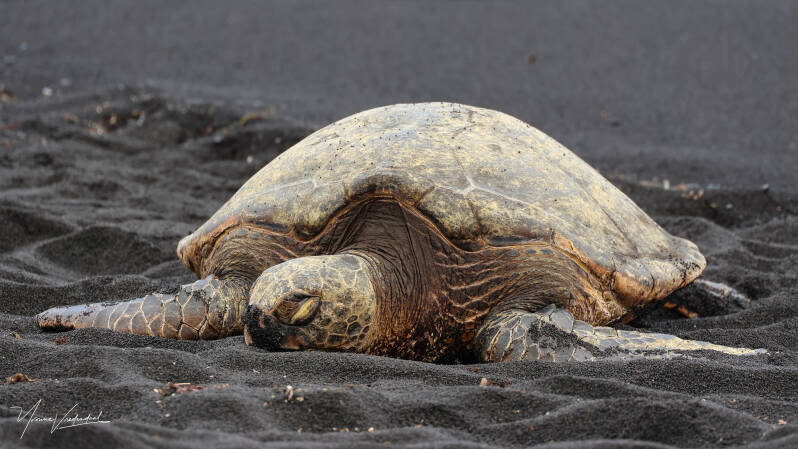 Green Sea turtle on black sand beach volcanic coast hawaiian wildlife, photographyBig Island Hawaii 