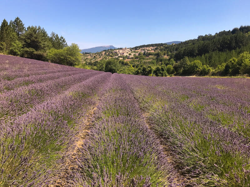 lavendel-lager-res-standard.jpg