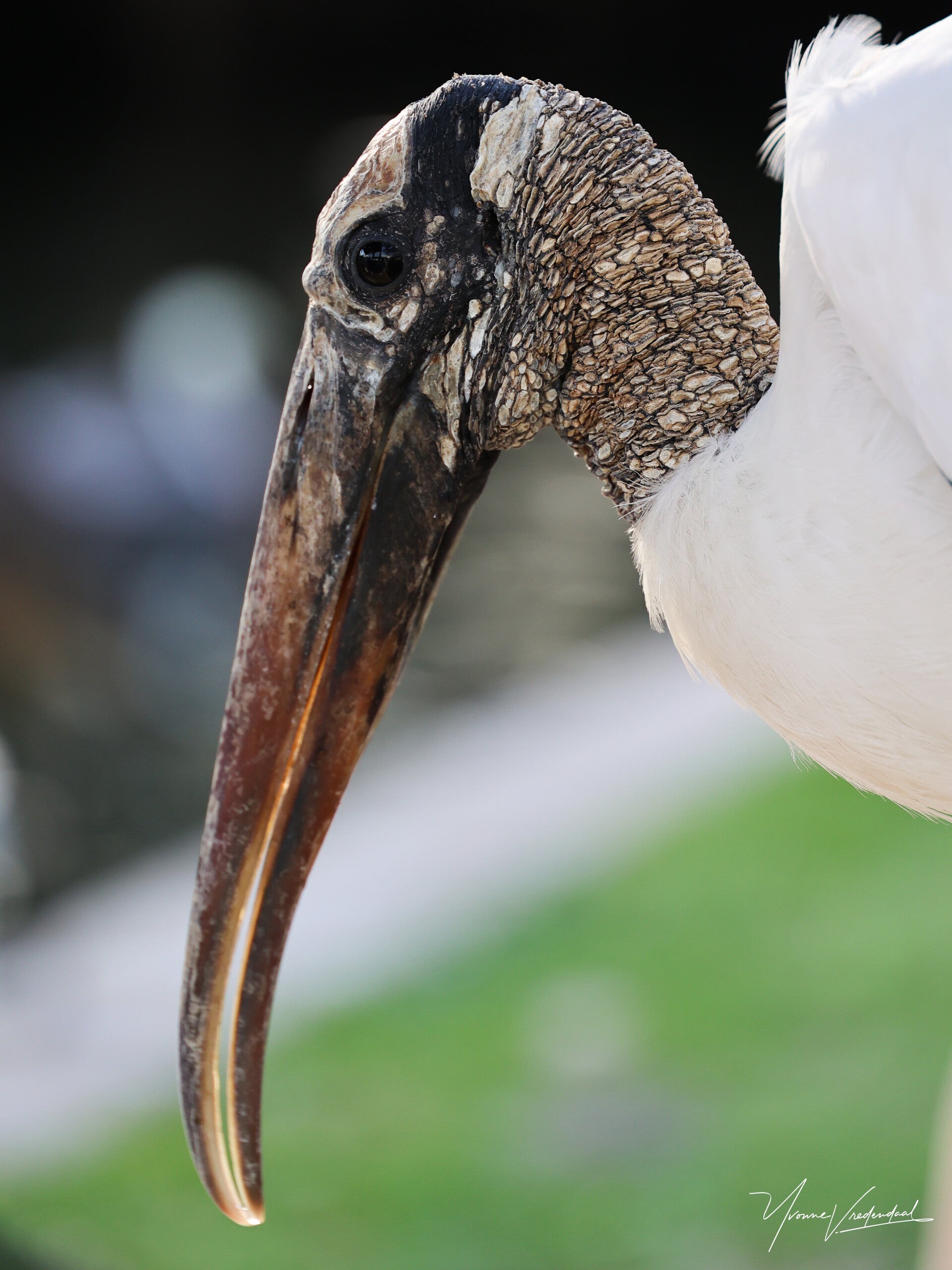 Wood Stork, Florida, USA