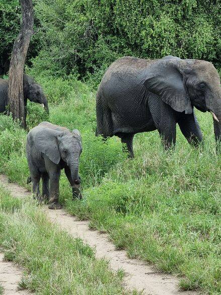 "Éléphant d'Afrique parc Tarangire - Safari Big Five Tanzanie authentique"
