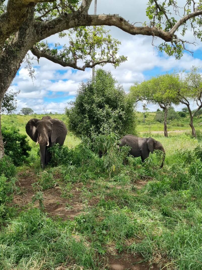 "elephant avec son petit parc animalier tanzanie mignon et naturel sauvage"