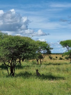 "Guépard repos branche acacia - Big Five safari Serengeti Tanzanie"