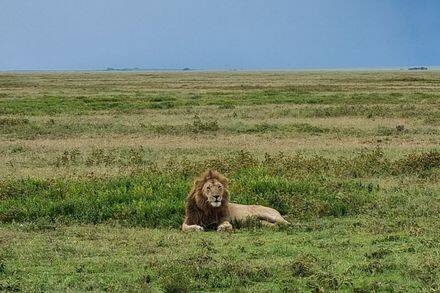 "Lion mâle crinière Serengeti - Roi savane safari Big Five Tanzanie"