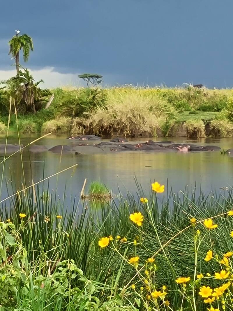 "Troupeau hippopotames migration Serengeti - Safari Grande Migration Tanzanie"