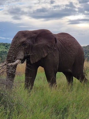 "elephant tres pret en safari tanzanie"