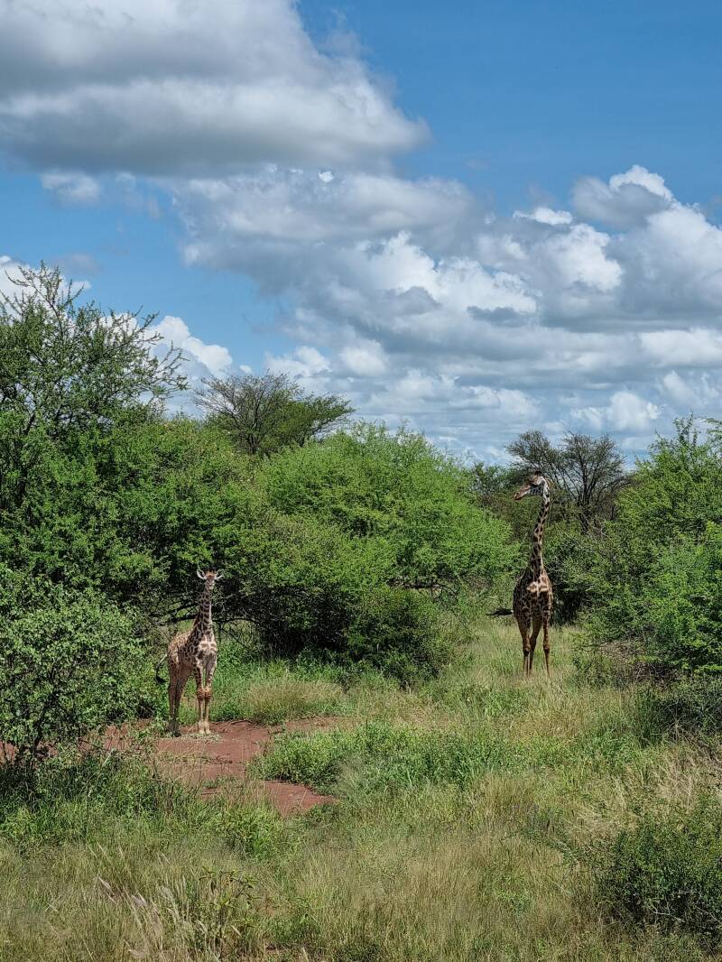 "Girafes à serengeti avec son bébé - Safari romantique Tanzanie"