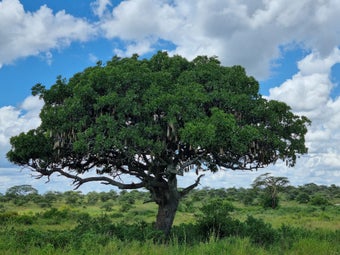 "arbre à saucisses tanzanie safari festin de babouins - Arbre emblématique safari Tanzanie""