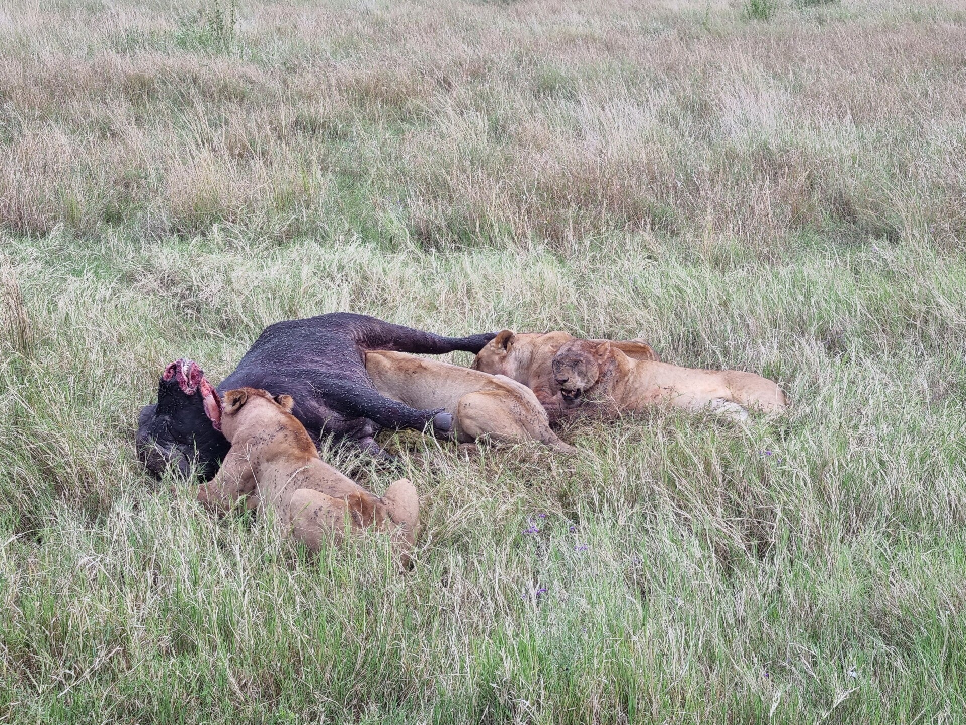 Львы в Серенгети