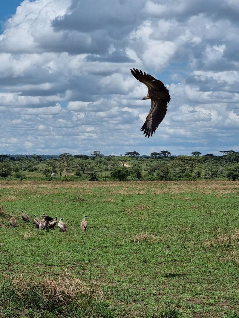 "Photo souvenir safari - Memories inoubliables Tanzanie vautour en vol"