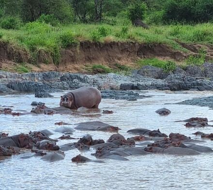 бегемоты в своих ваннах