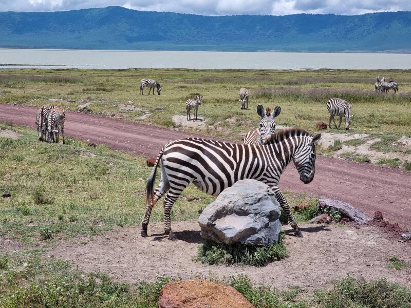 "Cratère Ngorongoro vue panoramique - 8ème merveille monde Tanzanie"