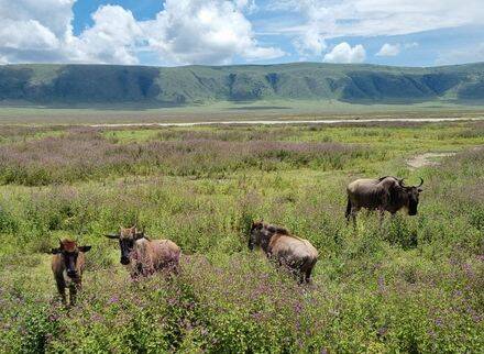 "bébé gnous au cratère de ngorongoro safari tanzanie narilaem"