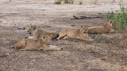 "Lionnes Tarangire - Reine savane safari Big Five Tanzanie"