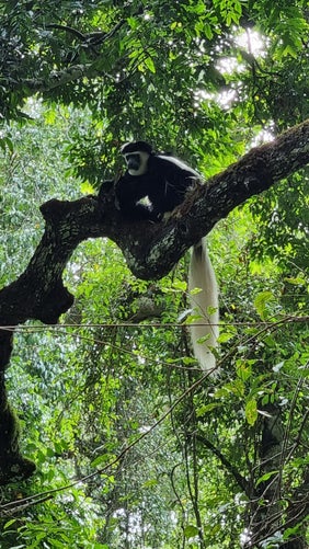 "singe endemique - rare safari"