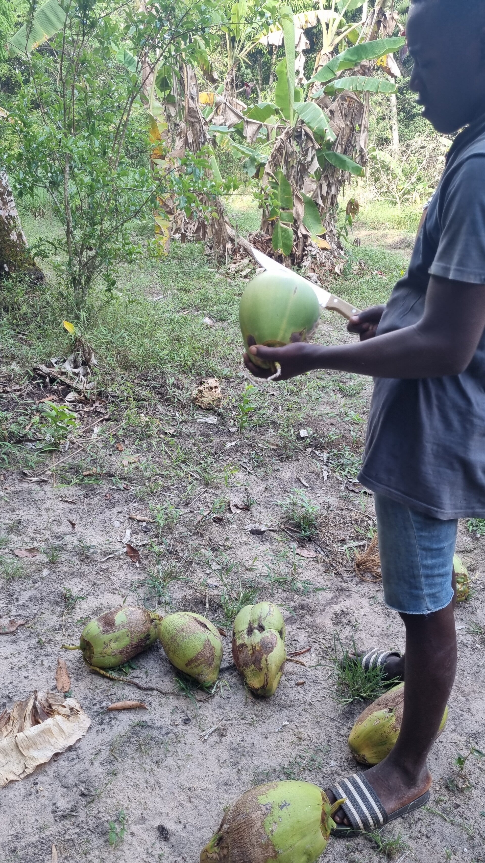homme coupant noix de coco