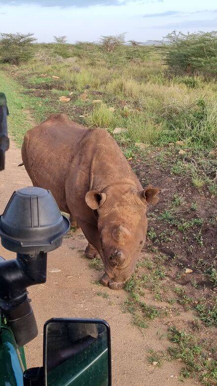 "Rhinocéros noir Mkomazi - Big Five safari conservation Tanzanie"