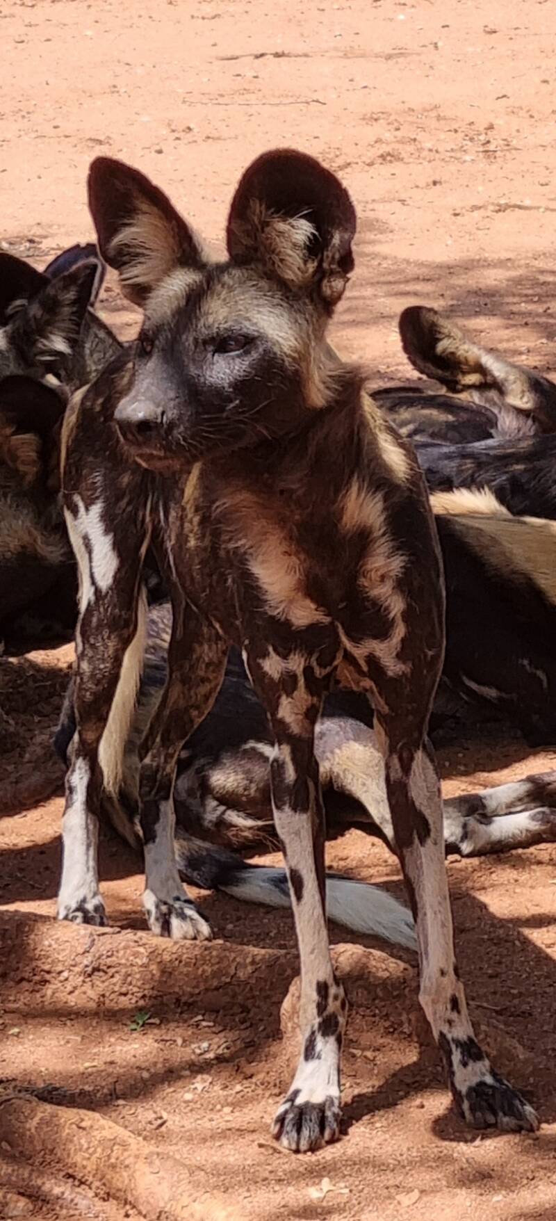 lycaon chien sauvage tres rare safari tanzanie