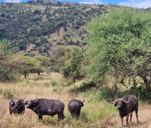 buffles à serengeti pendant la grande migration