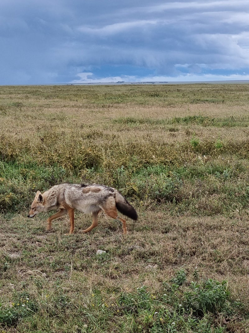 "Lionne et lionceaux repos savane Serengeti - Safari Big Five Tanzanie Narilaem"