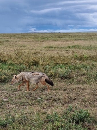 "Lionne et lionceaux repos savane Serengeti - Safari Big Five Tanzanie Narilaem"