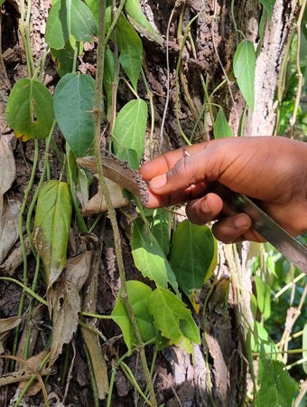 "Poivre noir plantation épices Zanzibar - Spice tour île parfumée"