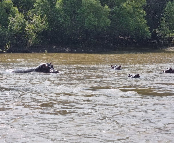 "Hippopotames rivière safari bateau parc Saadani Tanzanie - Faune aquatique"