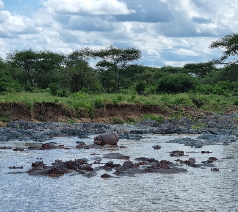 "hippopotames dans le lac repos serengeti big five"