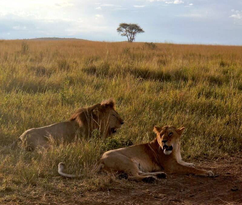 lion et lionne se reposent après l'accouplement serengeti tanzanie safari