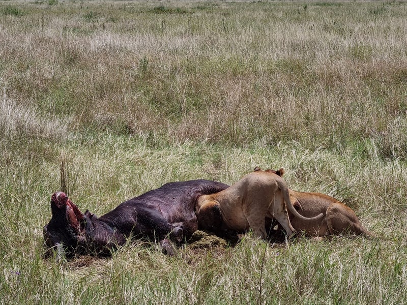 "Observation jumelles safari - Équipement professionnel Tanzanie lionnes en plein repas "