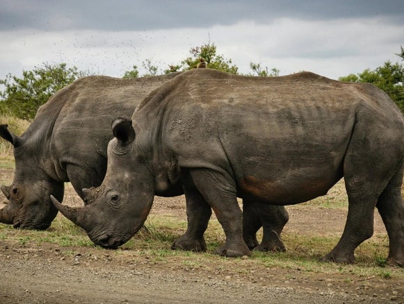 "Rhinocéros noir parc Tanzanie safari - Big Five observation faune africaine"