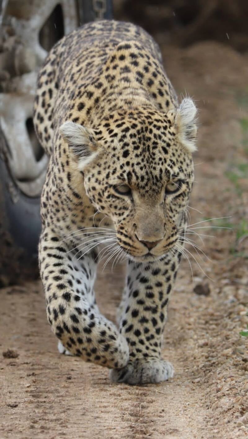 "Léopard marche entre les 4x4 branche acacia - Big Five safari Serengeti Tanzanie"
