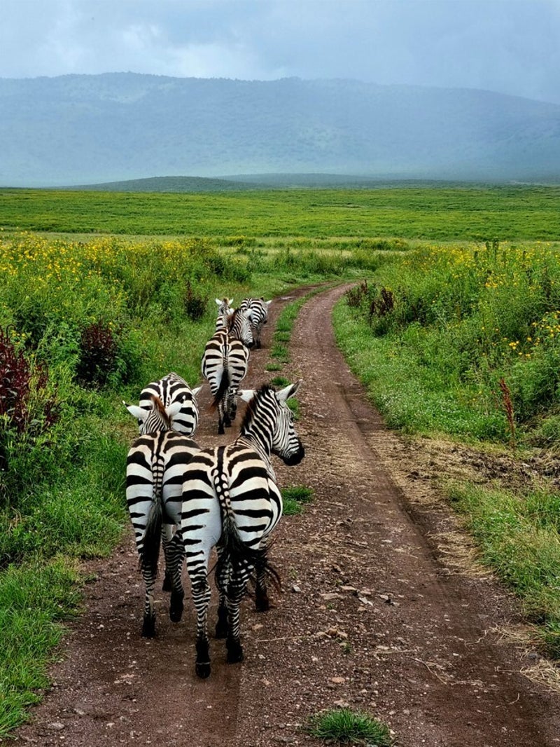 "Troupeau zèbres migration Serengeti - Safari Grande Migration Tanzanie zébres sur la route au cratère de Ngorongoro instant magique safari incroyable"