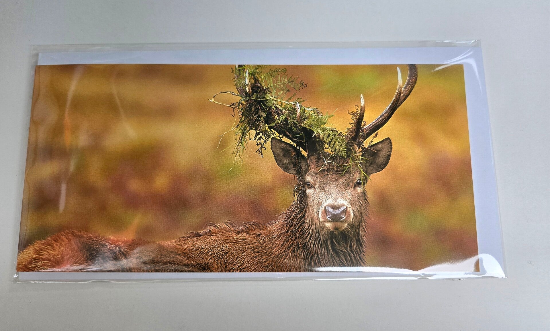 Red Deer