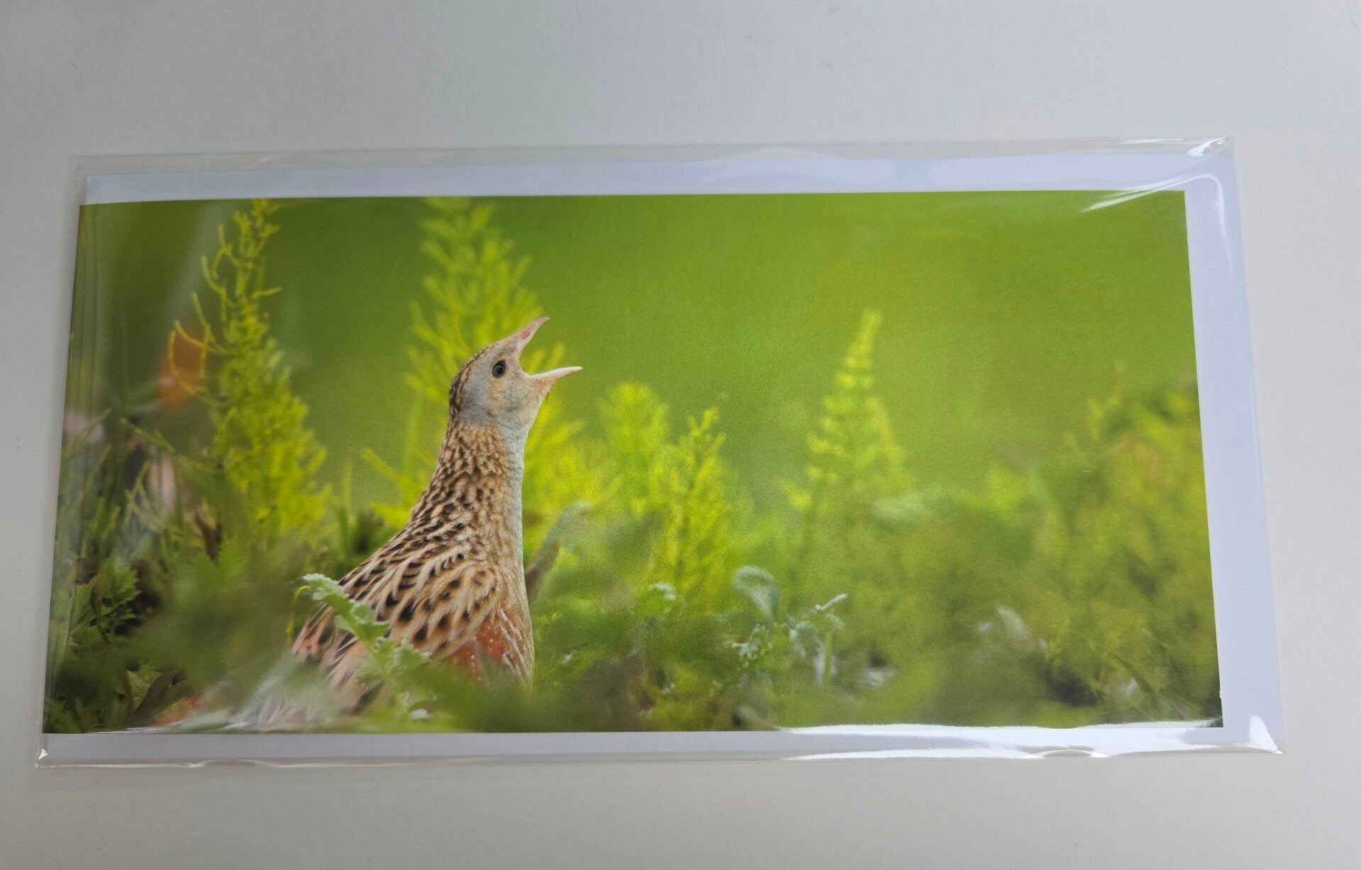 Corncrake