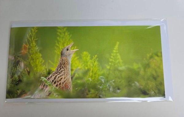 Corncrake