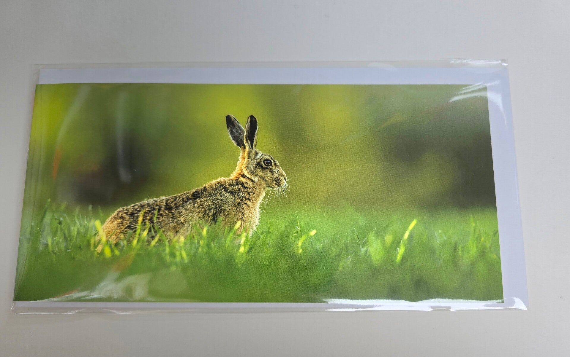 Brown hare