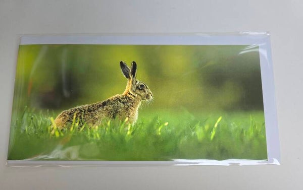 Brown hare