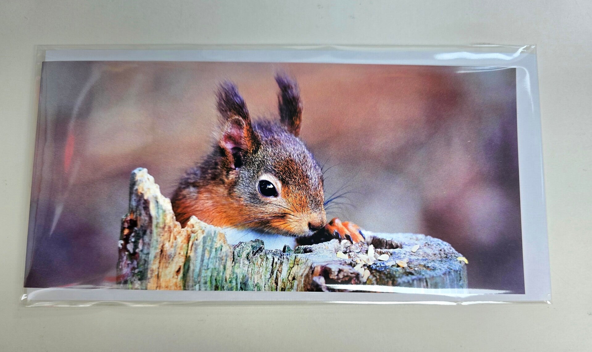 Red squirrel al Pow Hill