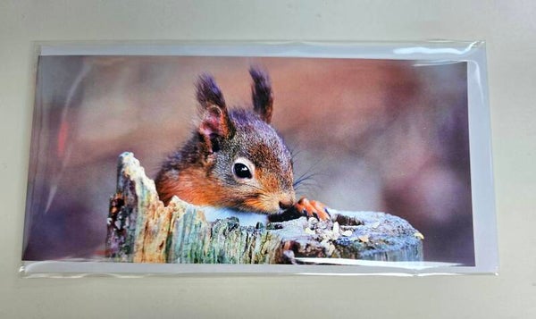 Red squirrel al Pow Hill