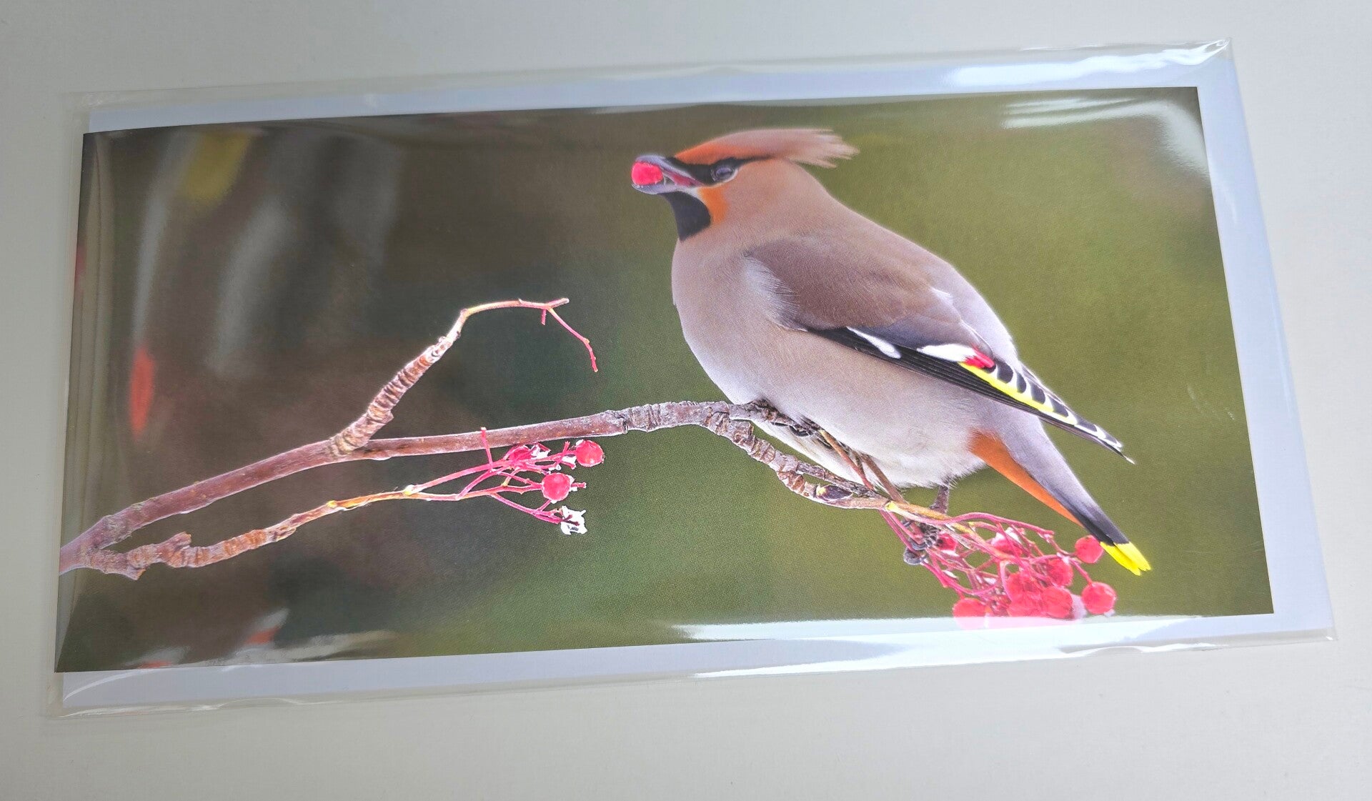 Bohemian Waxwing