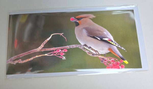 Bohemian Waxwing