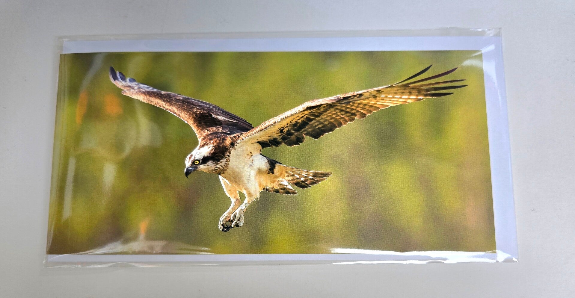 Fantastic Osprey