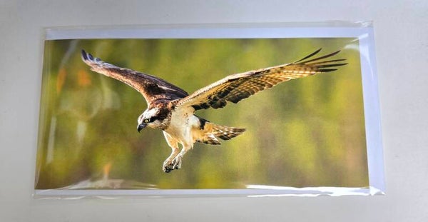 Fantastic Osprey