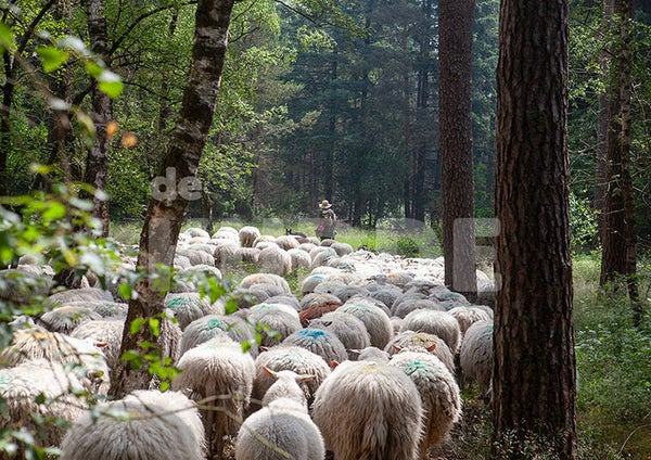 Foto 30