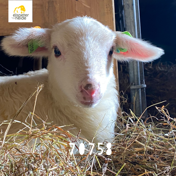 Adoptie lammetje - 70758