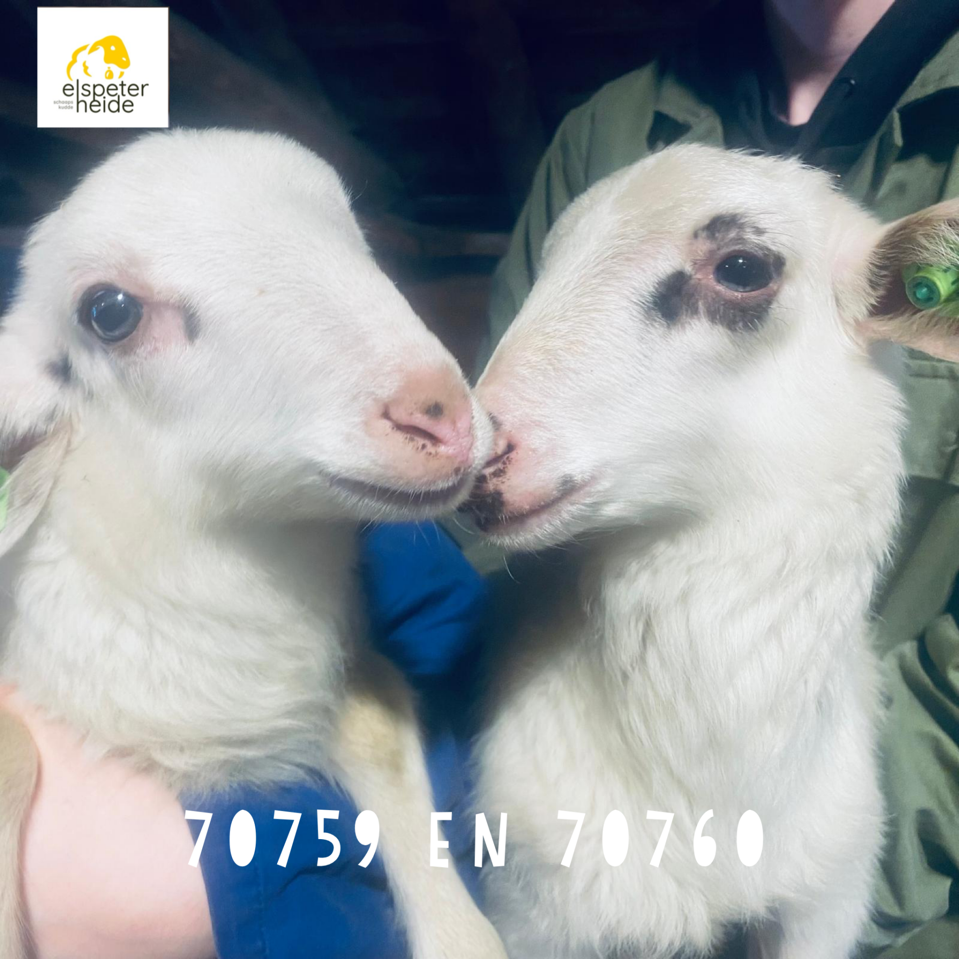 Adoptie tweeling 70759 en 70760